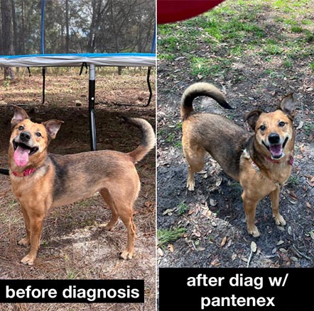 Sasha | Pan-tenex Enzymes For Dogs Testimonial