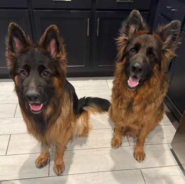 Apollo & Zeus | Pan-tenex Enzymes For Dogs Testimonial