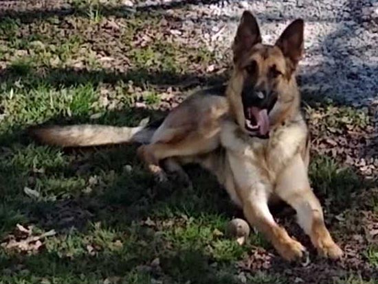 Buck | Pan-tenex Enzymes For Dogs Testimonial