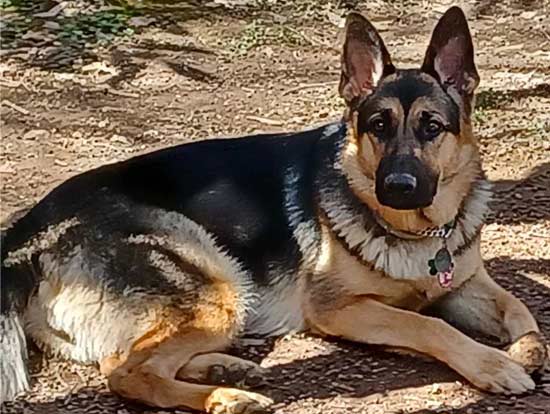 Coco | Pan-tenex Enzymes For Dogs Testimonial