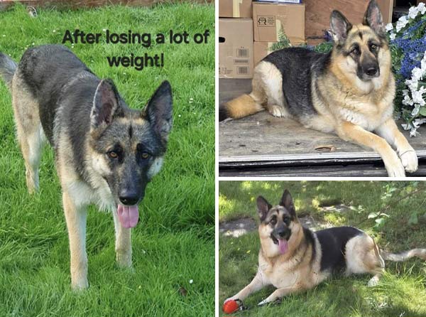 Marnie | Pan-tenex Enzymes For Dogs Testimonial