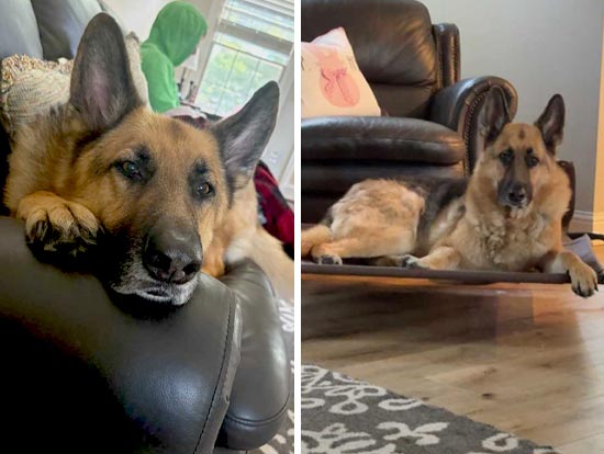Kane | Pan-tenex Enzymes For Dogs Testimonial