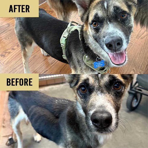 Lady | Pan-tenex Enzymes For Dogs Testimonial