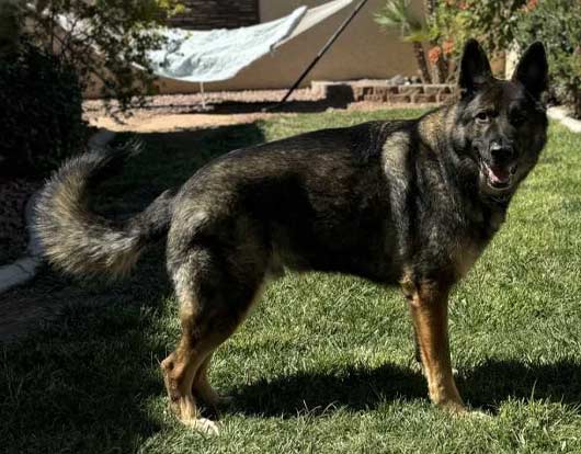 Shabba | Pan-tenex Enzymes For Dogs Testimonial