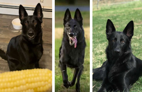 Dakota | Pan-tenex Enzymes For Dogs Testimonial