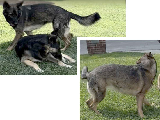 Isabella | Pan-tenex Enzymes For Dogs Testimonial