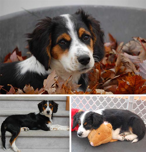 Brooke | Pan-tenex Enzymes For Dogs Testimonial