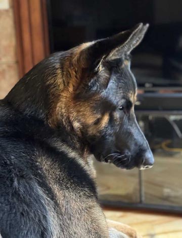Buddy | Pan-tenex Enzymes For Dogs Testimonial