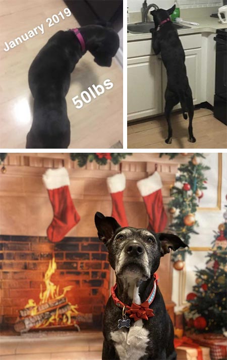 Chloe | Pan-tenex Enzymes For Dogs Testimonial