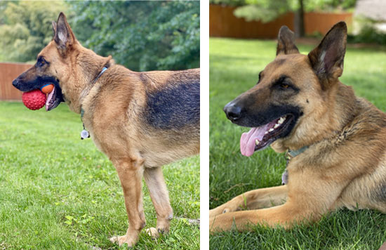 Dakota | Pan-tenex Enzymes For Dogs Testimonial