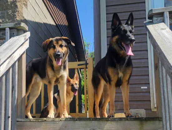 Ever | Pan-tenex Enzymes For Dogs Testimonial
