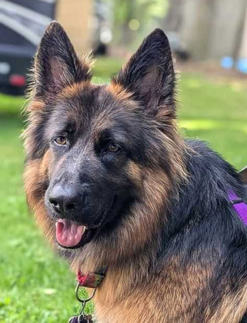 Gracie Mae | Pan-tenex Enzymes For Dogs Testimonial