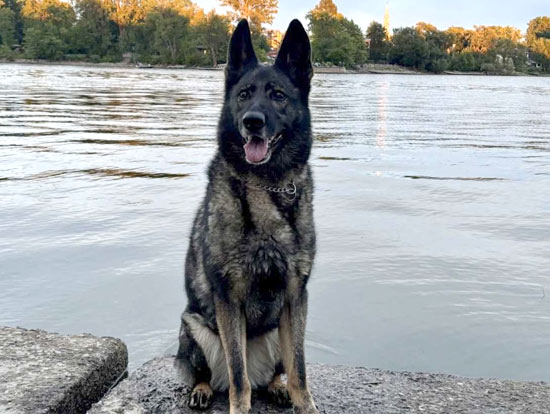 Ice | Pan-tenex Enzymes For Dogs Testimonial