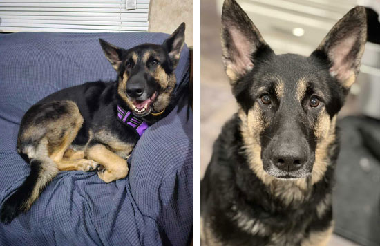 Lily | Pan-tenex Enzymes For Dogs Testimonial