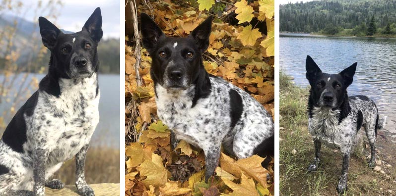 Lou Lou | Pan-tenex Enzymes For Dogs Testimonial