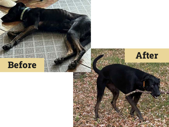Luma | Pan-tenex Enzymes For Dogs Testimonial