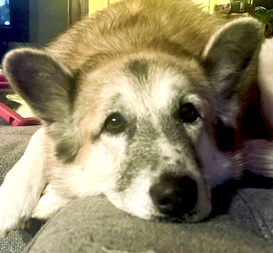 Maddie | Pan-tenex Enzymes For Dogs Testimonial