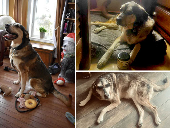 Nikki | Pan-tenex Enzymes For Dogs Testimonial