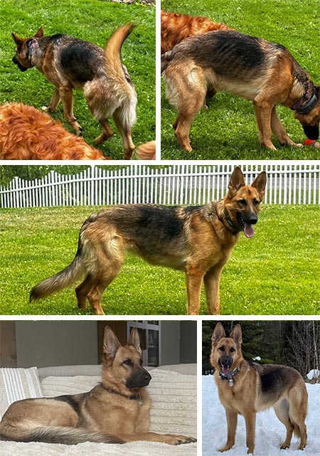 Reba | Pan-tenex Enzymes For Dogs Testimonial