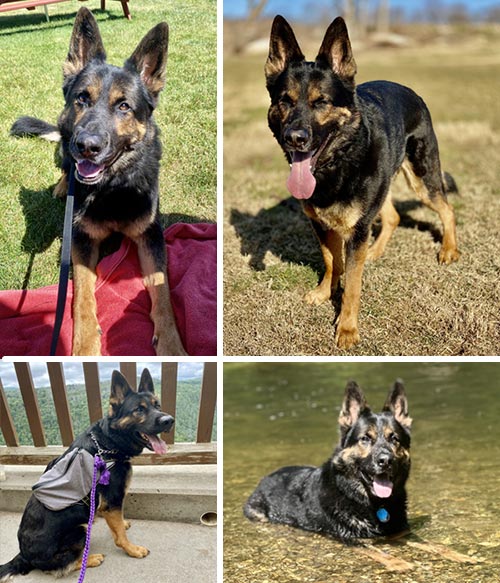 Ruxin | Pan-tenex Enzymes For Dogs Testimonial