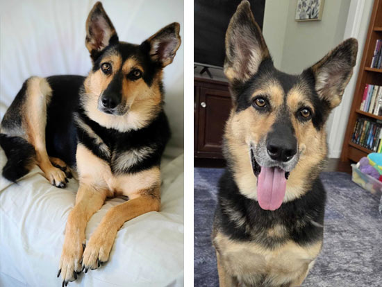 Skyla | Pan-tenex Enzymes For Dogs Testimonial