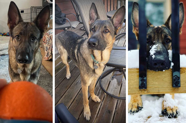 Sven | Pan-tenex Enzymes For Dogs Testimonial