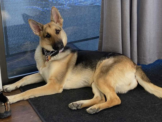 Veena | Pan-tenex Enzymes For Dogs Testimonial