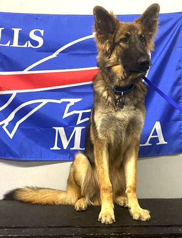 Captain Jack | Pan-tenex Enzymes For Dogs Testimonial