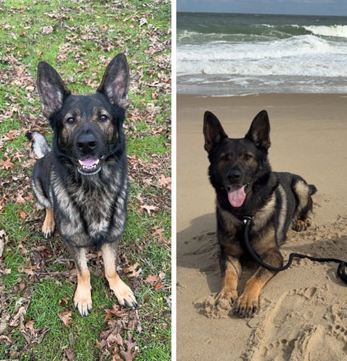 Arsen | Pan-tenex Enzymes For Dogs Testimonial