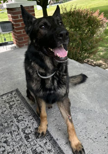 Bear | Pan-tenex Enzymes For Dogs Testimonial