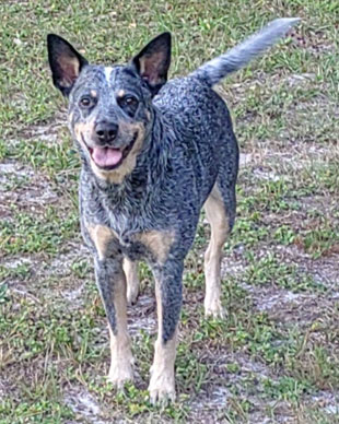 Dock | Pan-tenex Enzymes For Dogs Testimonial