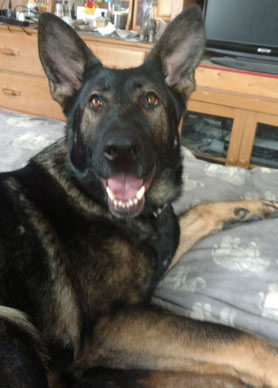 Ina | Pan-tenex Enzymes For Dogs Testimonial