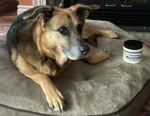Lenny | Pan-tenex Enzymes For Dogs Testimonial