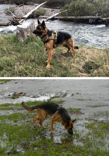 Max | Pan-tenex Enzymes For Dogs Testimonial