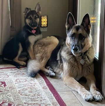 Max | Pan-tenex Enzymes For Dogs Testimonial