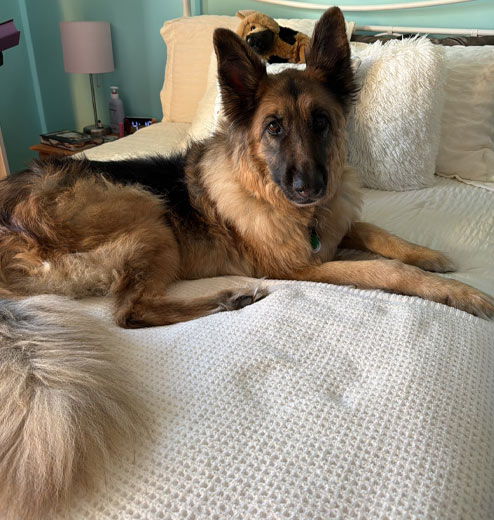 Rooney | Pan-tenex Enzymes For Dogs Testimonial