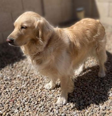 Willow | Pan-tenex Enzymes For Dogs Testimonial