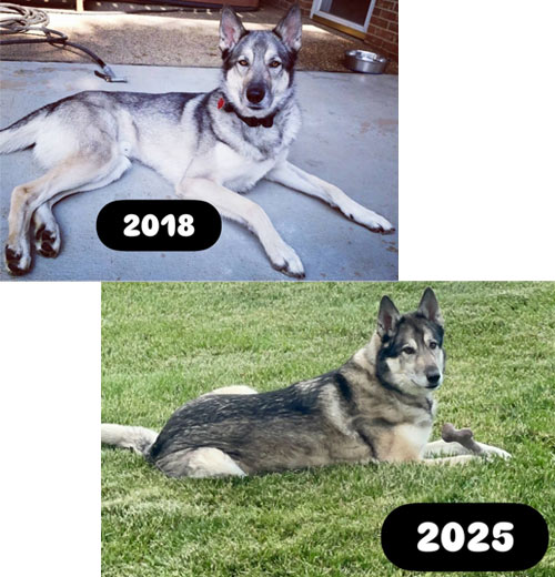 Wreck | Pan-tenex Enzymes For Dogs Testimonial