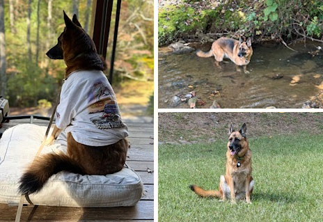 Xena | Pan-tenex Enzymes For Dogs Testimonial