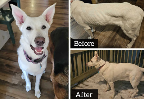 Emma | Pan-tenex Enzymes For Dogs Testimonial