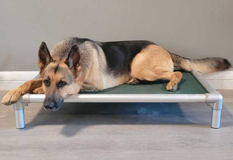 Titus | Pan-tenex Enzymes For Dogs Testimonial