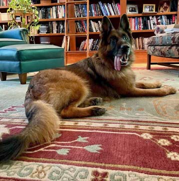 Riot | Pan-tenex Enzymes For Dogs Testimonial