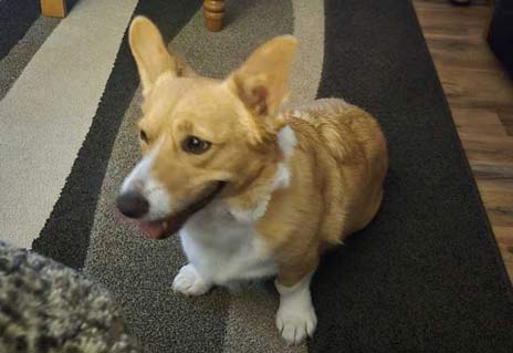 Bayzel | Pan-tenex Enzymes For Dogs Testimonial