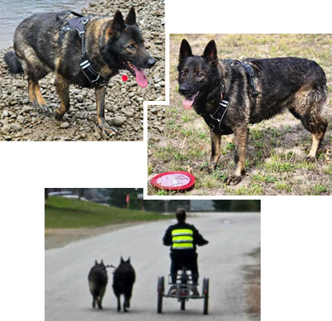 Kaiser | Pan-tenex Enzymes For Dogs Testimonial