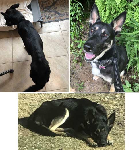 Stella | Pan-tenex Enzymes For Dogs Testimonial